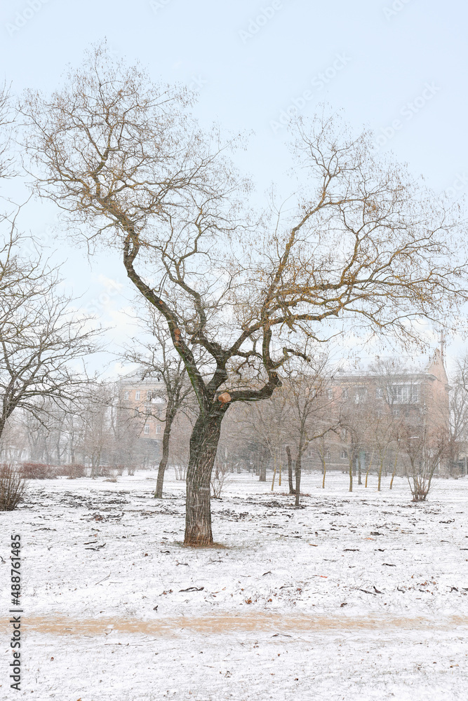 Bare trees in winter park on snowy day