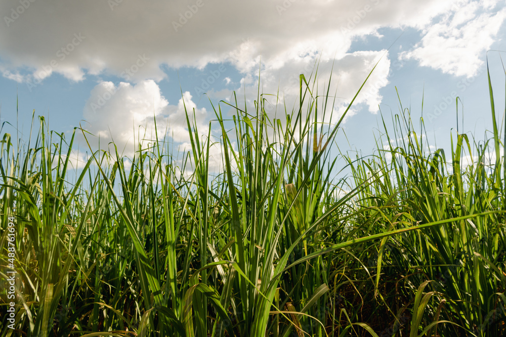 Fototapeta premium Sugarcane plantation farm with cinematic sky full of clouds and sunset. Farm field at sunny day.