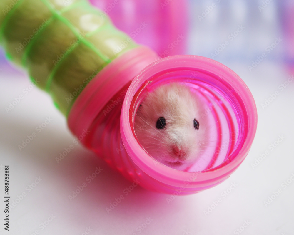 Tube Hamster Maze Hamster Cage/ pic