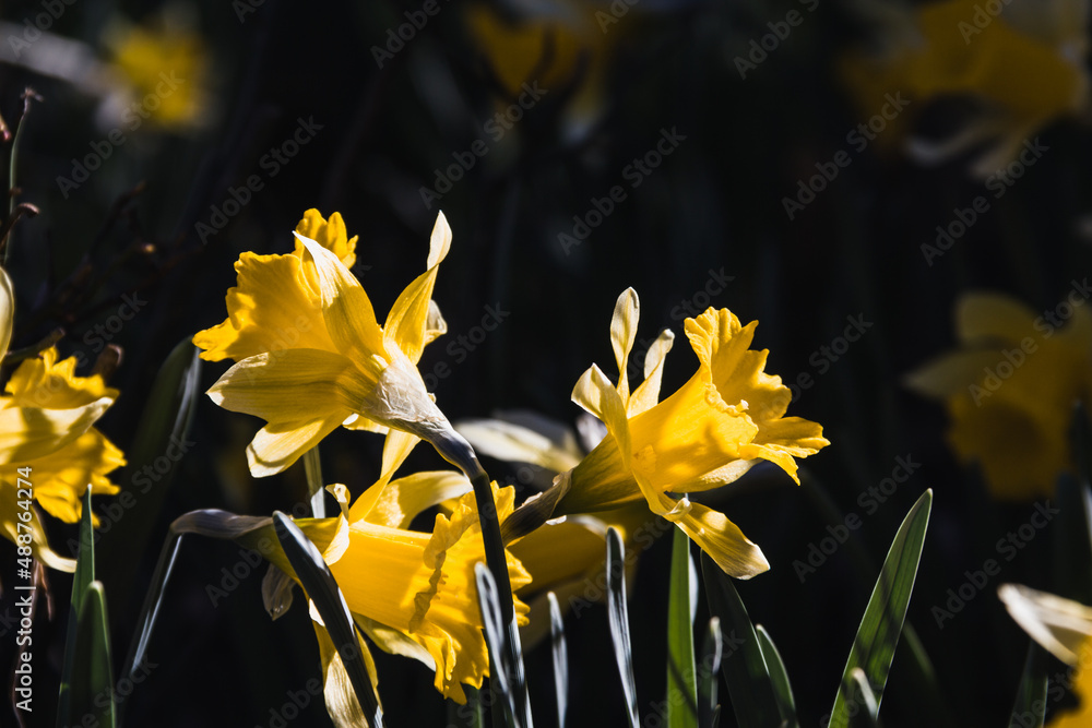 Yellow narcissus in bloom. Selective focus. Copy space.