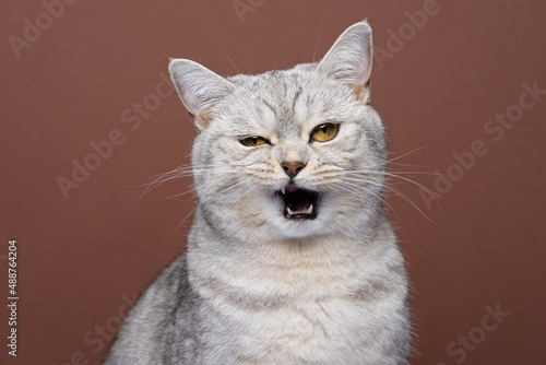 fluffy angry cat with mouth open portrait on brown background meowing looking at camera © FurryFritz