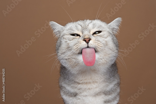 cute cat sticking out tongue licking invisible glass pane making funny face on brown background with copy space
