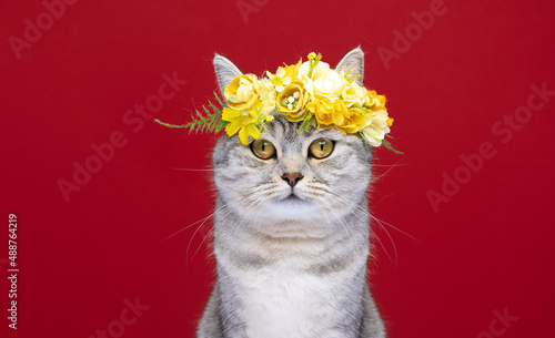 cute cat wearing flower crown with yellow blossoms looking at camera portrait on red background with copy space photo