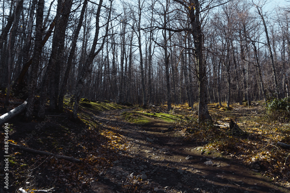 Fototapeta premium Forest with dry trees in winter. Selective focus. Copy space.