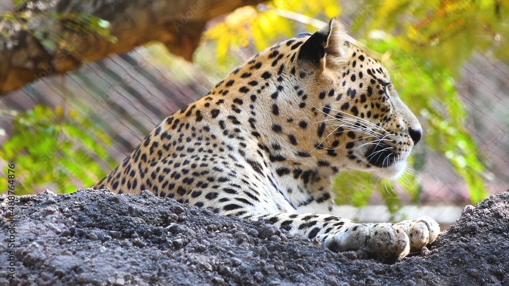 Wild nature, animal Wild nature, animal