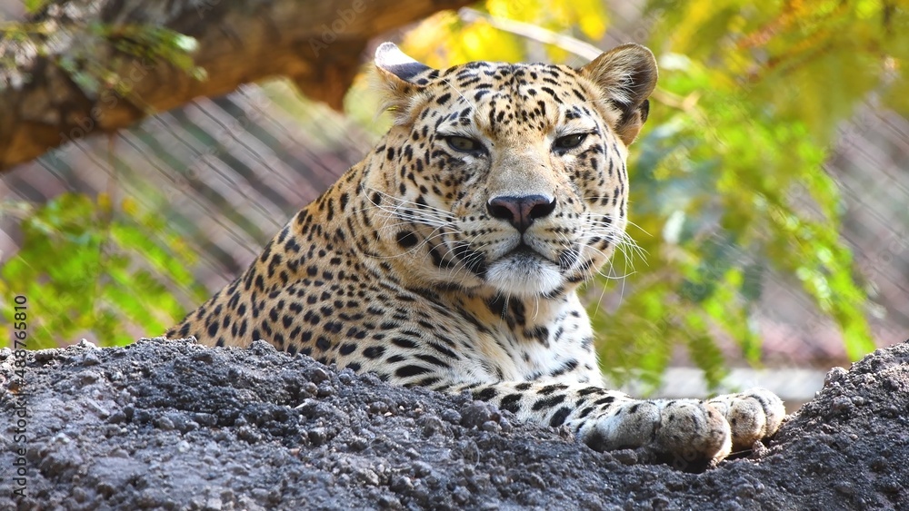 Fototapeta premium Wild nature, animal