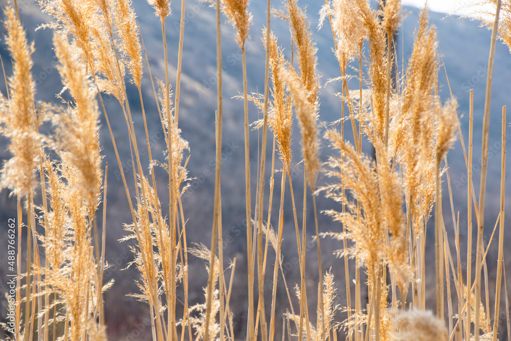 Yellow and golden plants background