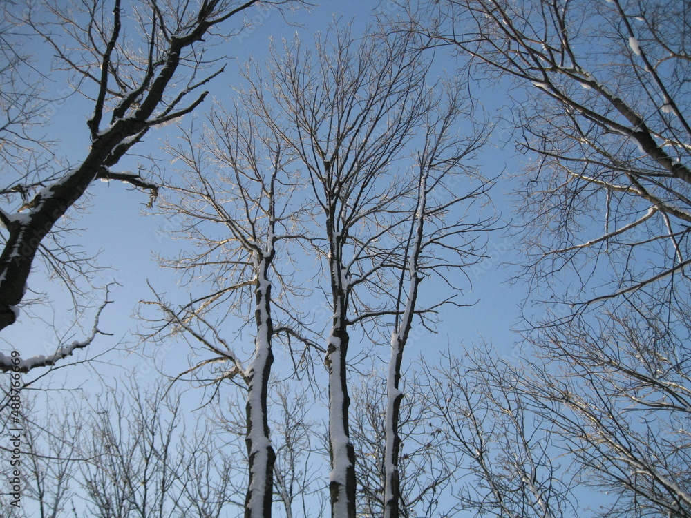 Trees in winter against the blue sky Trees in winter against the blue sky