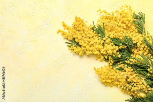 Beautiful mimosa branches on color background