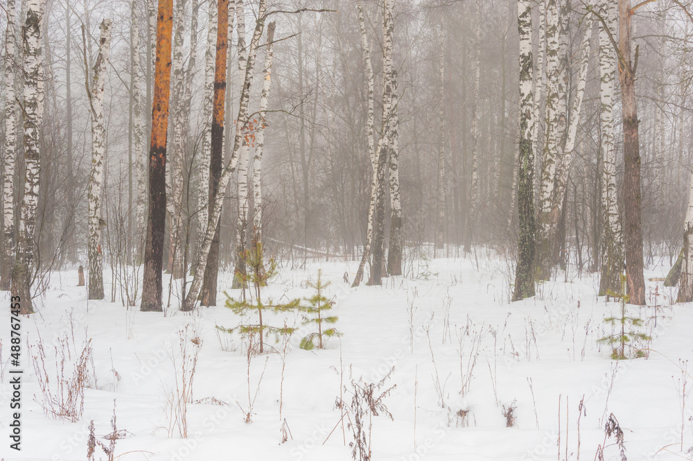 In the February forest there are white birches and green young firs In the February forest there are white birches and green young firs