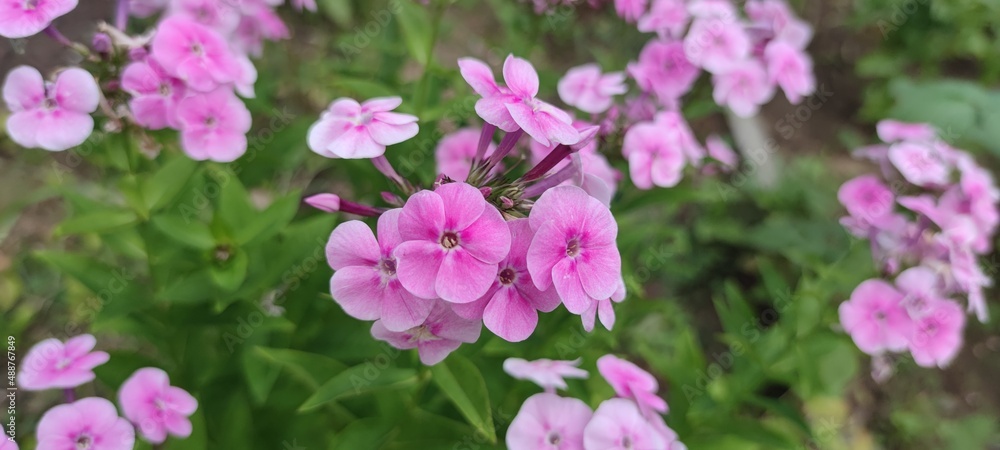 Light pink phlox on a green background. Pale pink flowers rose and blossomed on a long green stem. The flowers are medium-sized with five diamond-shaped leaves. Some flowers are still closed in buds. Light pink phlox on a green background. Pale pink flowers rose and blossomed on a long green stem. The flowers are medium-sized with five diamond-shaped leaves. Some flowers are still closed in buds.