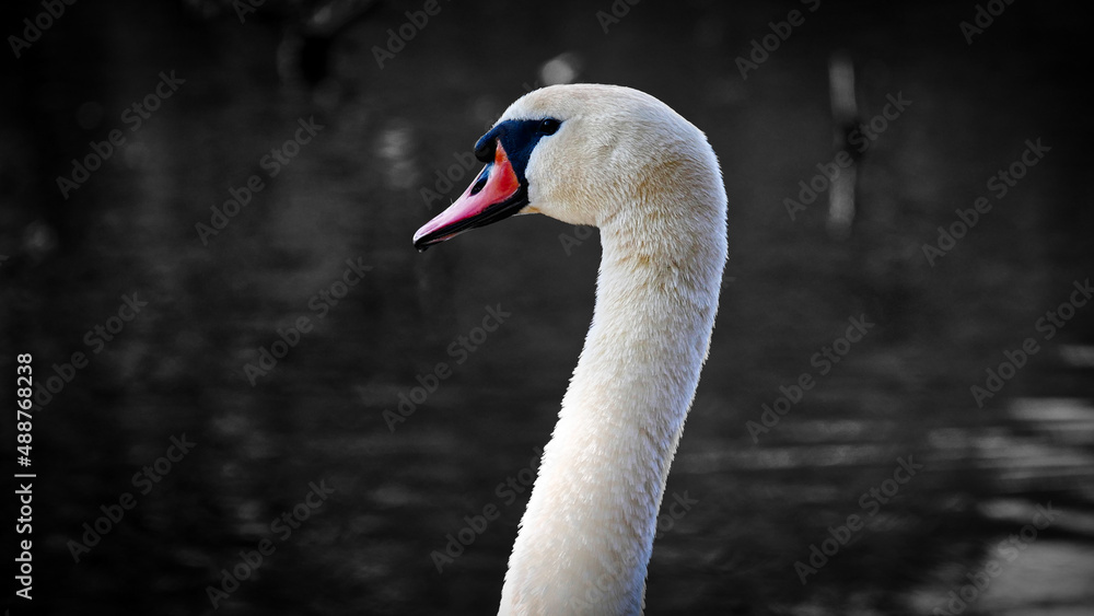 Obraz premium Edler Schwan