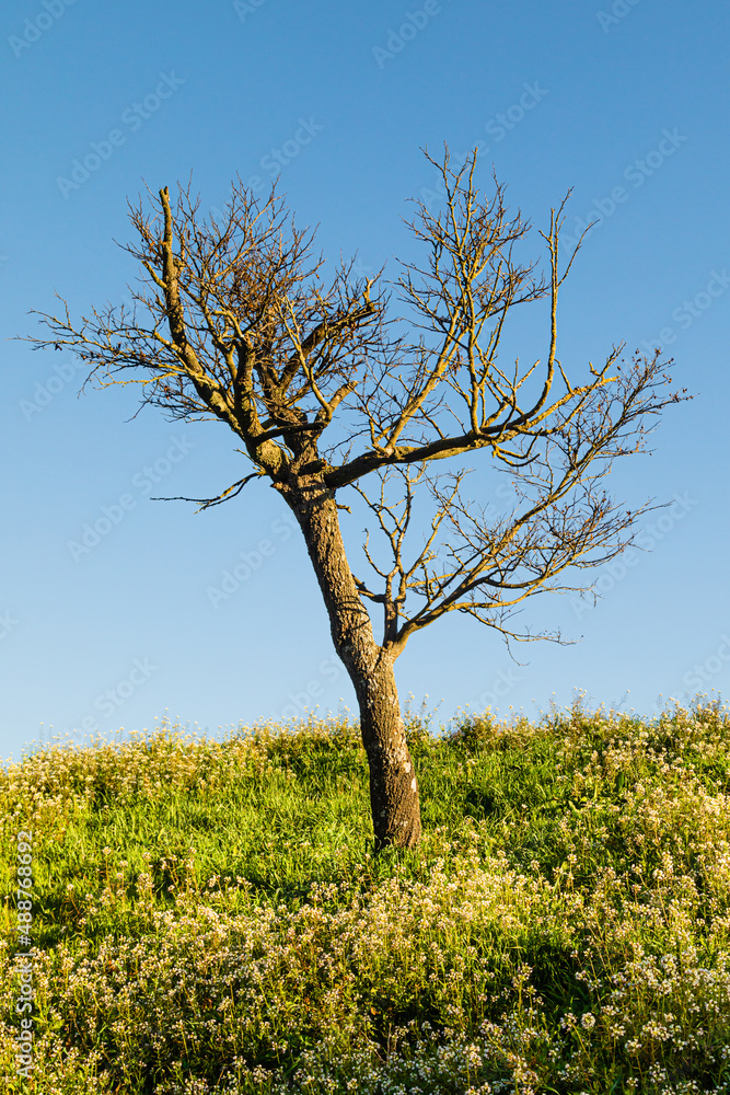 Fototapeta premium tree in the light of a summer morning in Provence