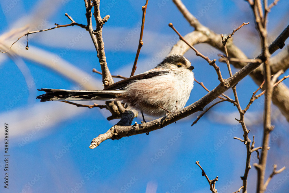 Obraz premium Long-tailed Tit perched on a tree branch