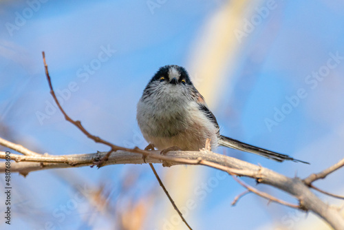 Long-tailed Tit perched on a tree branch