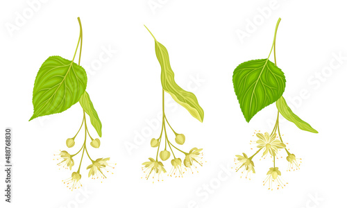 Set of blooming linden twigs with green leaves and small white flowers vector illustration