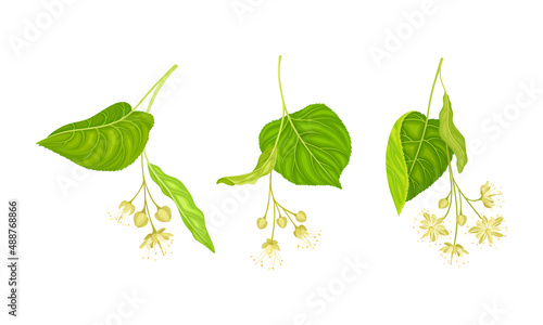 Set of blooming linden twigs with green leaves and small white flowers. Tilia europaea branches vector illustration