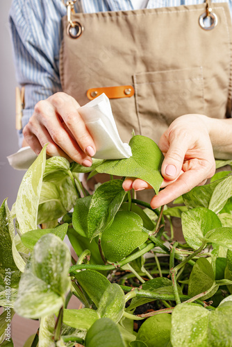 Human hands take care of a house plant. Home growing and gardening. Graceful beautiful female hands. Domestic life and hobbies concept. Close-up. Vertical shot