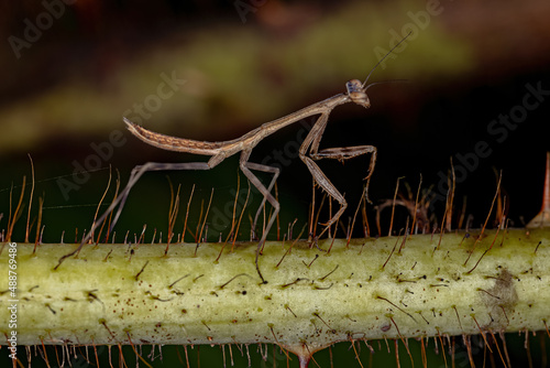 Small Mantid nymph photo