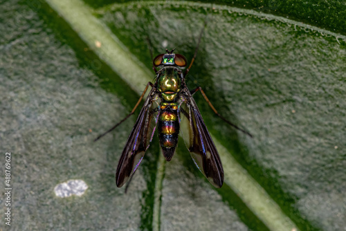 Adult Long-legged Fly photo