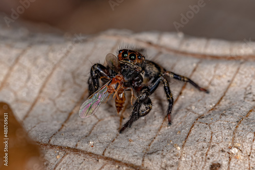 Small jumping spider preying on a adult female twing ant queen photo