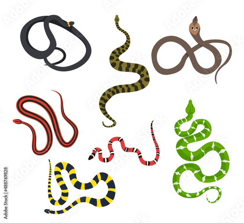 Set of beautiful snake on white background. Vector ssnake, anaconda, king cobra, dog-headed boa, milk snake, ribbon krife, thai snake in cartoon style.