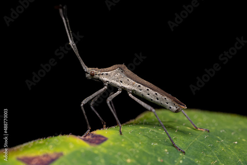 Adult Leaf-footed Bug photo