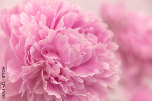 blooming pink peony summer garden flower