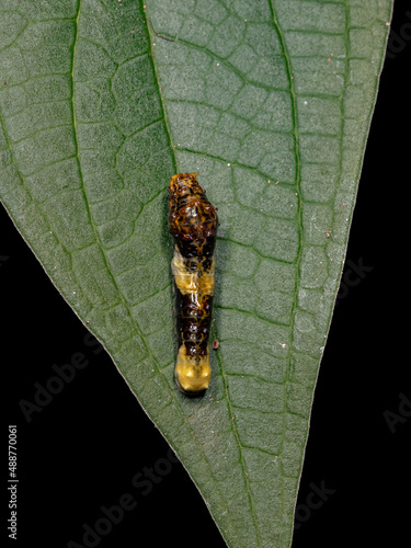 New World Giant Swallowtail Caterpillar photo