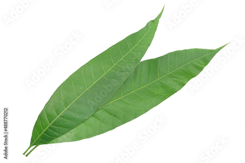 mango leaves on white background