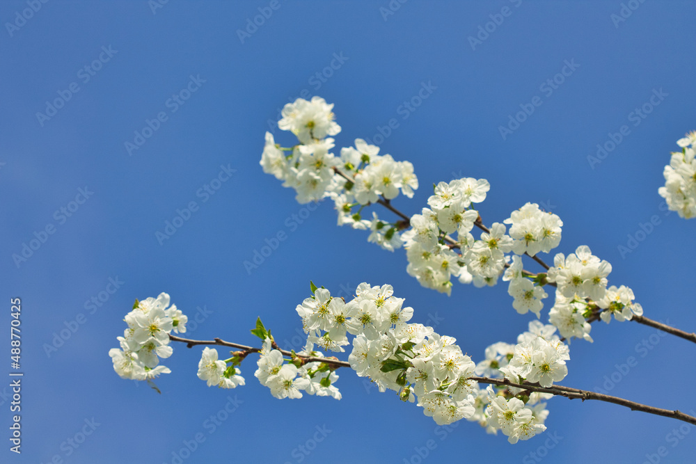spring bloom gardens white flowers against blue sky spring bloom gardens white flowers against blue sky