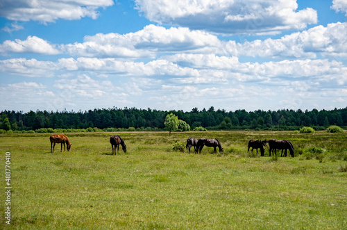 herd of horses on pasture in green field in summer wih blue sky and clouds