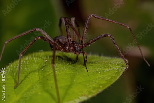 Adult Recluse Spider