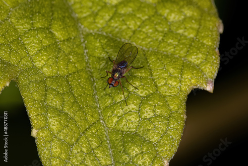 Adult Long-legged Fly photo