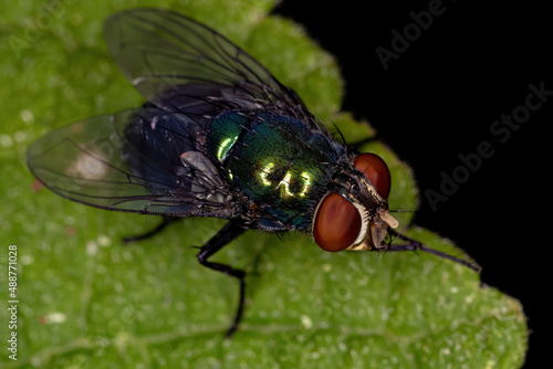 Adult Blow Fly photo