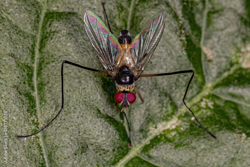 Adult Bristle Fly photo