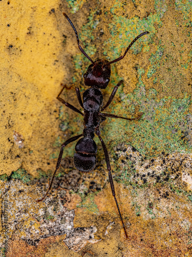 Adult Female Ectatommine Ant photo