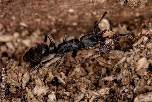 Adult Female Panther Ant photo