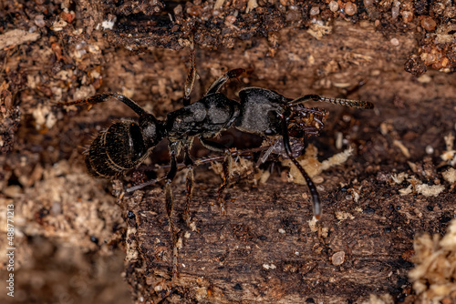 Adult Female Panther Ant photo