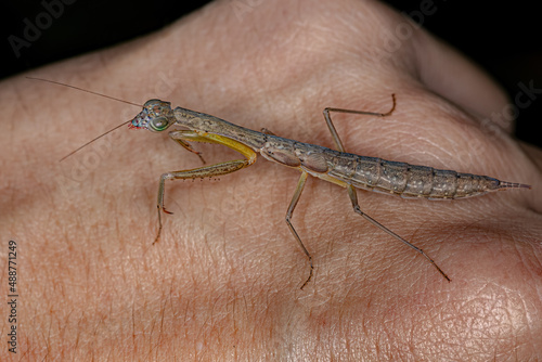 Photinaid Mantis Nymph photo