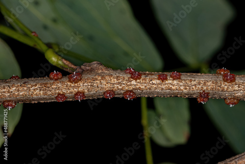 Small lacquer-producing mealybugs