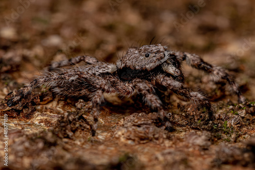 adult male jumping spider photo