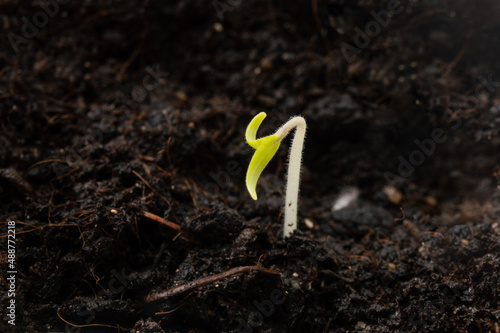 a small sprout makes its way out of the ground