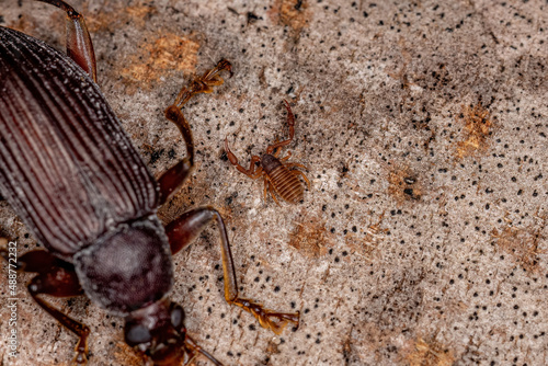 Small Pseudoscorpion Arachnid Chelicerate photo