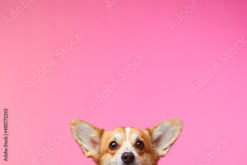 Photography Cute Welsh Corgi Pembroke dog isolated on a pink background