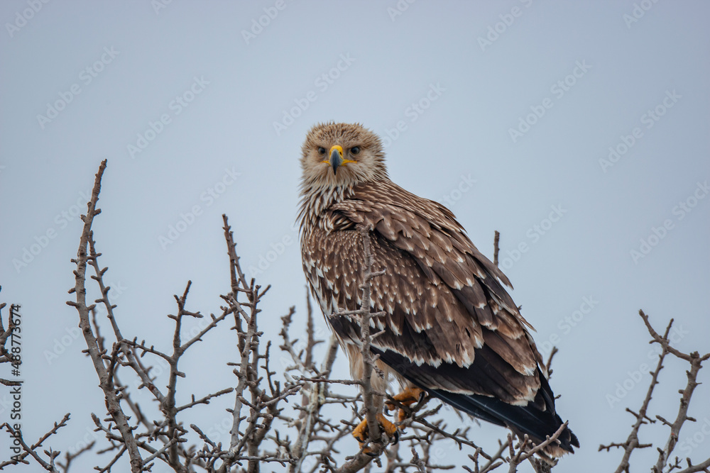 Eastern imperial eagle (Aquila heliaca). Wildlife animal. Eastern imperial eagle (Aquila heliaca). Wildlife animal.