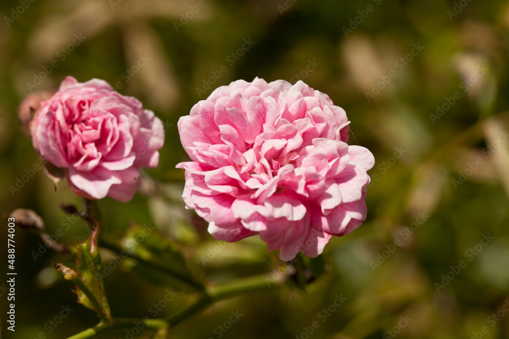 Roses trémières, roseraie