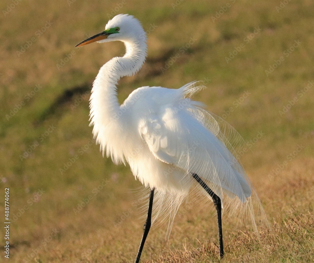 Fototapeta premium Great white heron egret sporting breeding plumage