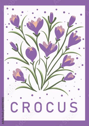 Crocus. Hand drawn spring flowers for prints, posters, cards, banners. Vector illustration.