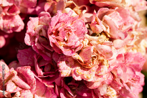 Roses fanées, roseraie